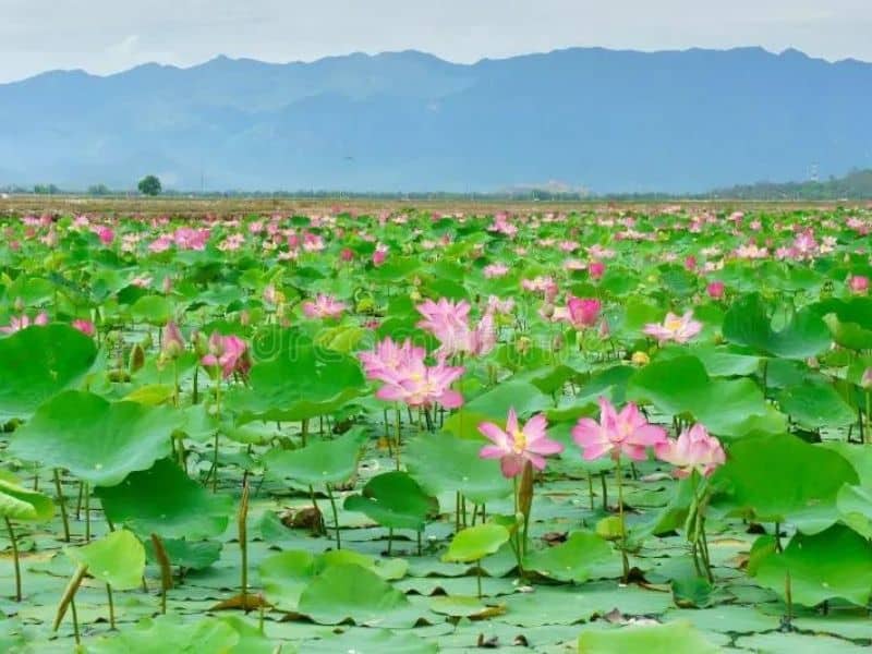 lotus pond