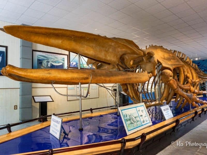 oceanography museum whale
