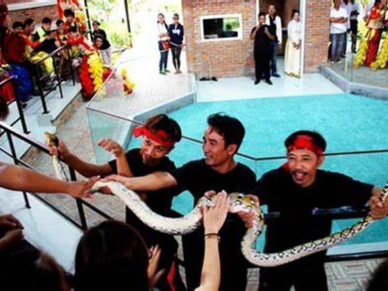 snake show