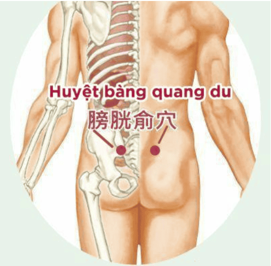 huyệt bàng quang du